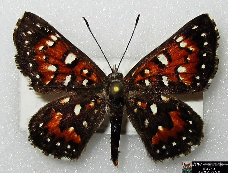Apodemia mormo virguilti (Behr's Metalmark) images